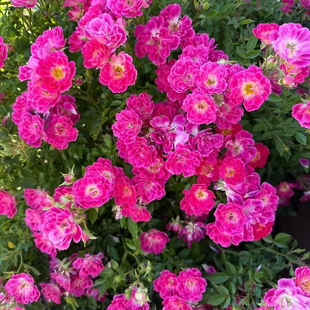 Sternenhimmel Dranske